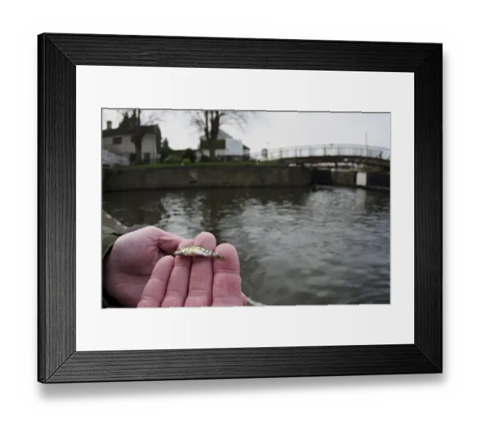 Framed Print : Three-spined Stickleback (Gasterosteus aculeatus) adult, held in hands, caught in city canal, Nottingham Canal Framed Print : Three-spined Stickleback (Gasterosteus aculeatus) adult, held in hands, caught in city canal, Nottingham Canal