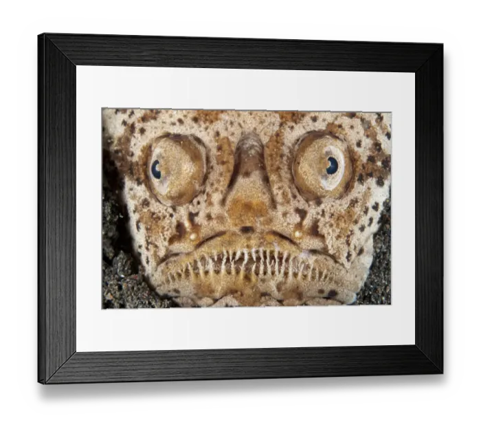 Framed Print : Marbled Stargazer (Uranoscopus bicinctus) adult, close-up of head, buried in black sand, Lembeh Straits, Sulawesi Framed Print : Marbled Stargazer (Uranoscopus bicinctus) adult, close-up of head, buried in black sand, Lembeh Straits, Sulawesi