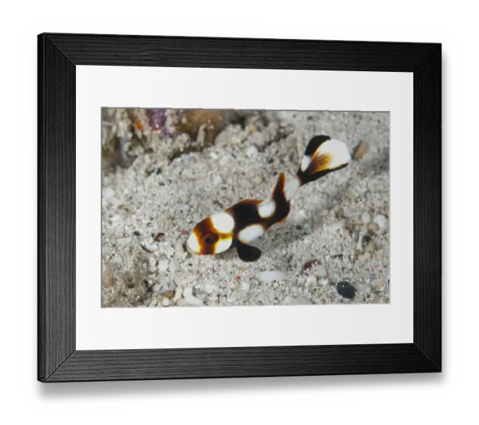 Framed Print : Striped Sweetlips (Plectorhinchus lessonii) juvenile, Dampier Straits, Raja Ampat Islands (Four Kings), West Papua Framed Print : Striped Sweetlips (Plectorhinchus lessonii) juvenile, Dampier Straits, Raja Ampat Islands (Four Kings), West Papua