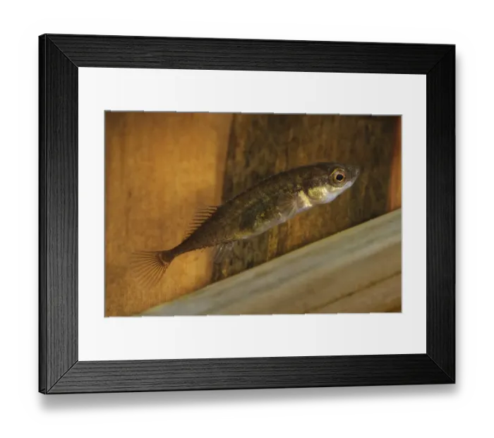 Framed Print : Nine-spined Stickleback (Pungitius pungitius) adult, swimming through submerged reeds, Rainham Marshes RSPB Reserve Framed Print : Nine-spined Stickleback (Pungitius pungitius) adult, swimming through submerged reeds, Rainham Marshes RSPB Reserve