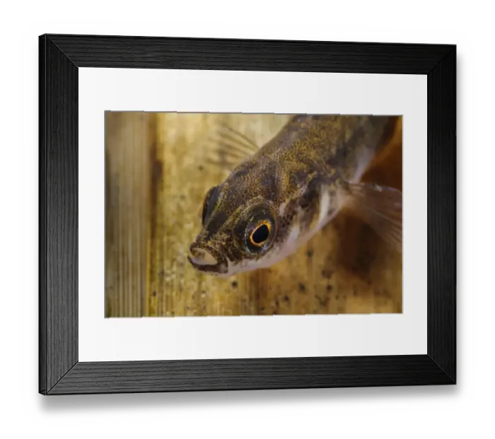 Framed Print : Nine-spined Stickleback (Pungitius pungitius) adult, close-up of head, swimming through submerged reeds Framed Print : Nine-spined Stickleback (Pungitius pungitius) adult, close-up of head, swimming through submerged reeds