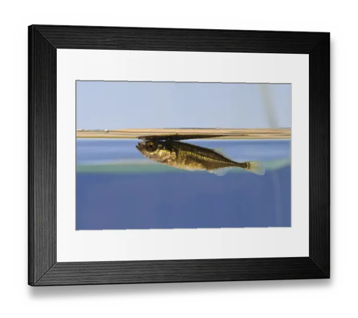 Framed Print : Nine-spined Stickleback (Pungitius pungitius) adult, swimming just below water surface, Crossness Nature Reserve Framed Print : Nine-spined Stickleback (Pungitius pungitius) adult, swimming just below water surface, Crossness Nature Reserve