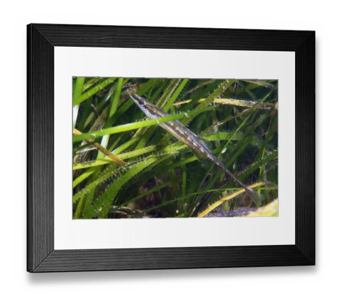 Framed Print : Fifteen-spined Stickleback (Spinachia spinachia) adult, swimming amongst eelgrass, Studland Bay, Isle of Purbeck Framed Print : Fifteen-spined Stickleback (Spinachia spinachia) adult, swimming amongst eelgrass, Studland Bay, Isle of Purbeck