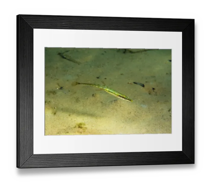 Framed Print : Fifteen-spined Stickleback (Spinachia spinachia) adult, swimming over sandy seabed, Studland Bay, Isle of Purbeck Framed Print : Fifteen-spined Stickleback (Spinachia spinachia) adult, swimming over sandy seabed, Studland Bay, Isle of Purbeck