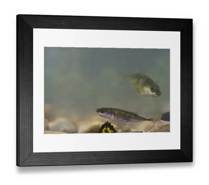 Framed Print : Nine-spined Stickleback (Pungitius pungitius) adult, swimming over gravel Framed Print : Nine-spined Stickleback (Pungitius pungitius) adult, swimming over gravel