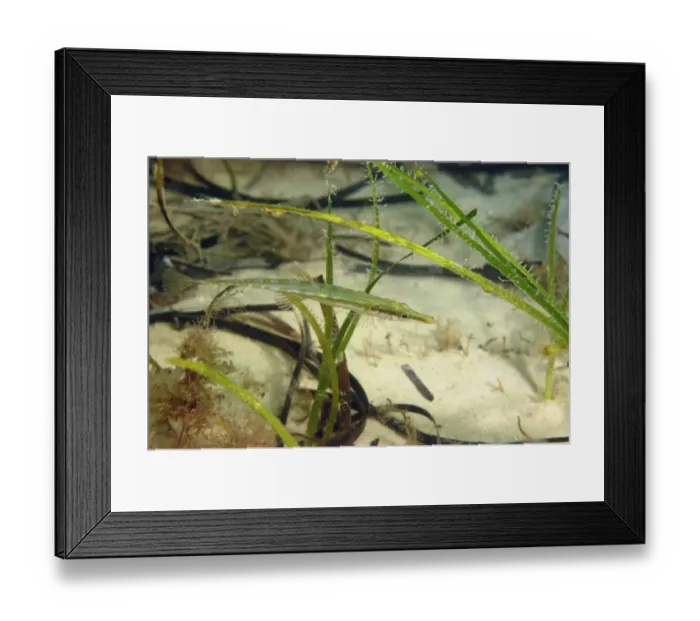 Framed Print : Fifteen-spined Stickleback (Spinachia spinachia) adult, swimming amongst eelgrass, Studland Bay, Isle of Purbeck Framed Print : Fifteen-spined Stickleback (Spinachia spinachia) adult, swimming amongst eelgrass, Studland Bay, Isle of Purbeck
