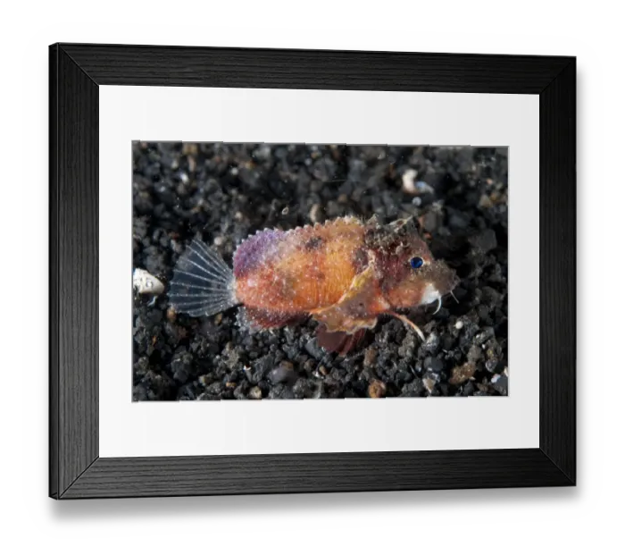 Framed Print : Blue-eyed Stingfish (Minous trachycephalus) adult, resting on black sand, Lembeh Straits, Sulawesi, Sunda Islands