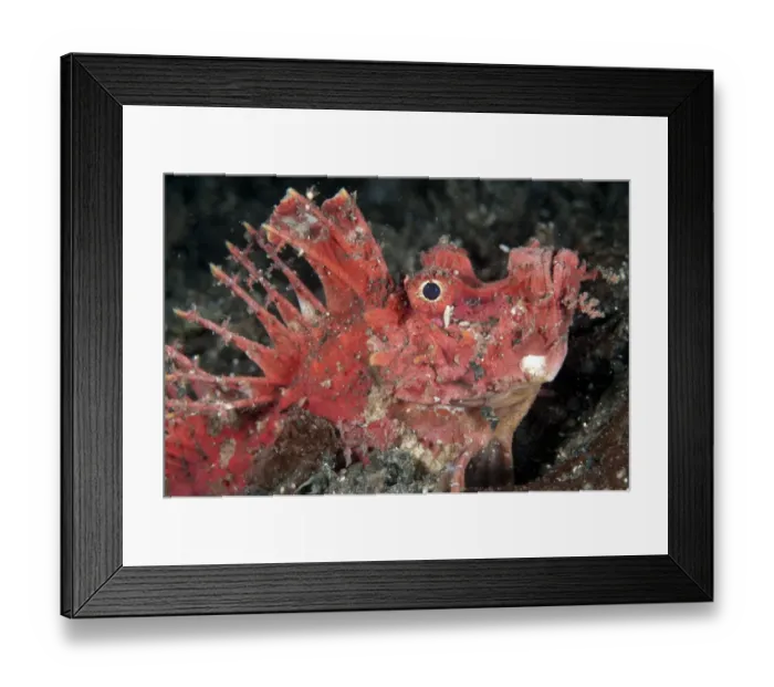 Framed Print : Red Spiny Devilfish (Inimicus didactylus) adult, close-up of head, at night, Lembeh Straits, Sulawesi, Sunda Islands Framed Print : Red Spiny Devilfish (Inimicus didactylus) adult, close-up of head, at night, Lembeh Straits, Sulawesi, Sunda Islands