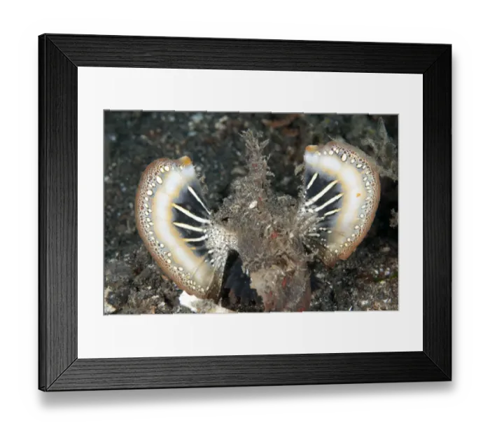 Framed Print : Spiny Devilfish (Inimicus didactylus) adult, with colourful fins extended in warning display, on black sand