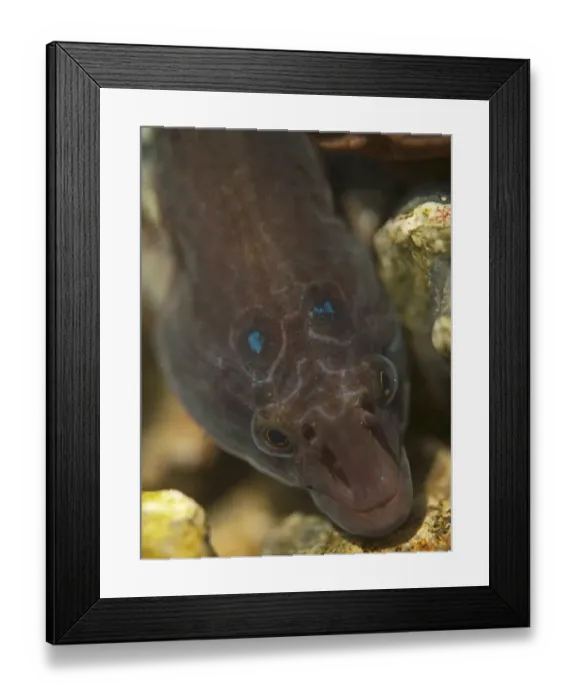 Framed Print : Shore Clingfish (Lepadogaster lepadogaster) adult, close-up of head, in rockpool, Falmouth, Cornwall, England, March
