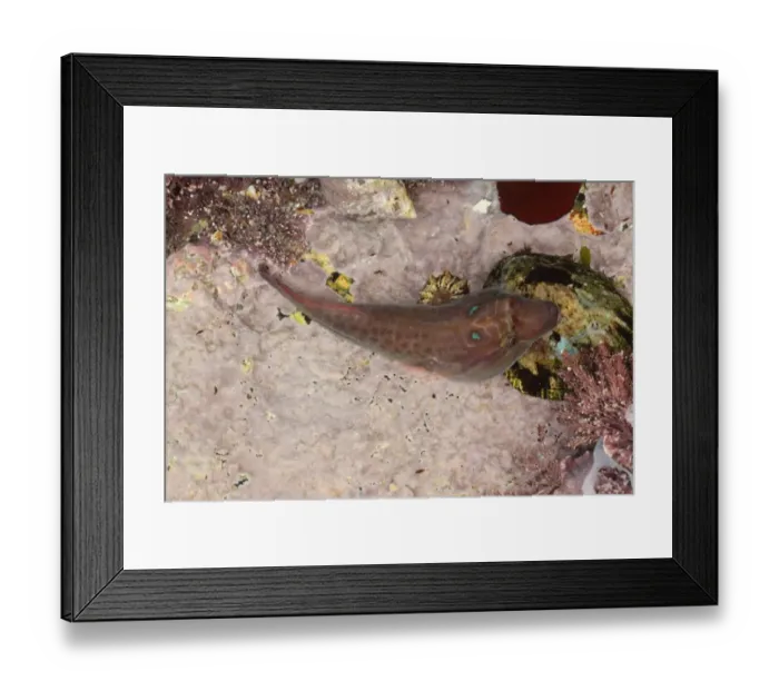 Framed Print : Shore Clingfish (Lepadogaster purpurea) adult, in rockpool at low tide, Sennon Cove, Cornwall, England, November Framed Print : Shore Clingfish (Lepadogaster purpurea) adult, in rockpool at low tide, Sennon Cove, Cornwall, England, November