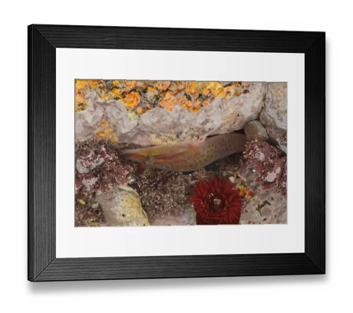 Framed Print : Shore Clingfish (Lepadogaster purpurea) adult, in rockpool at low tide, Sennon Cove, Cornwall, England, November Framed Print : Shore Clingfish (Lepadogaster purpurea) adult, in rockpool at low tide, Sennon Cove, Cornwall, England, November