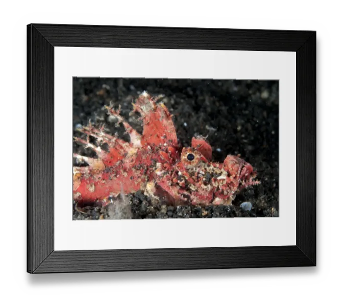 Framed Print : Red Spiny Devilfish (Inimicus didactylus) adult, buried in black sand with spines erect, Lembeh Straits, Sulawesi