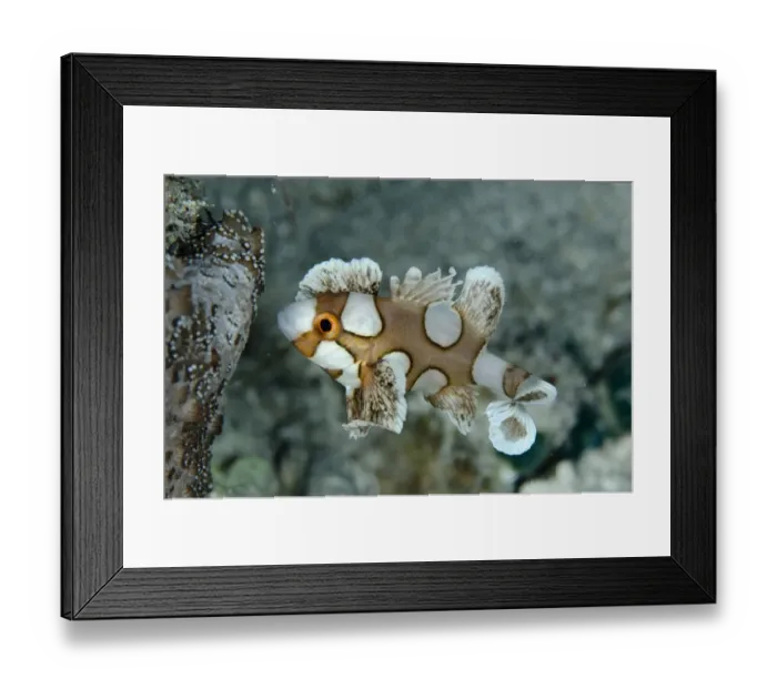 Framed Print : Many-spotted Sweetlips (Plectorhinchus chaetodonoides) juvenile, swimming, Reta Island, Alor Archipelago Framed Print : Many-spotted Sweetlips (Plectorhinchus chaetodonoides) juvenile, swimming, Reta Island, Alor Archipelago