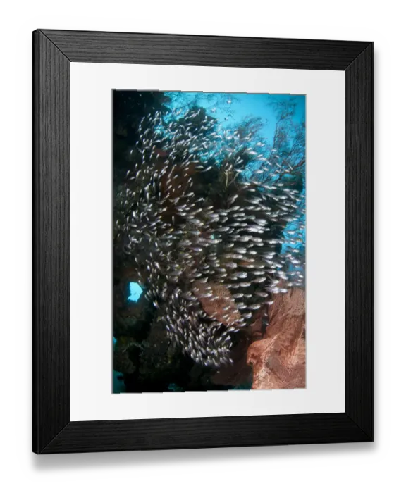 Framed Print : Black-stripe Sweeper (Pempheris schwenkii) shoal, swimming at coral encrusted shipwreck Framed Print : Black-stripe Sweeper (Pempheris schwenkii) shoal, swimming at coral encrusted shipwreck