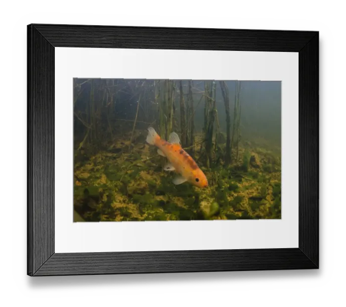 Framed Print : Tench (Tinca tinca) Golden Tench ornamental form, adult, swimming, Devon, England, October Framed Print : Tench (Tinca tinca) Golden Tench ornamental form, adult, swimming, Devon, England, October