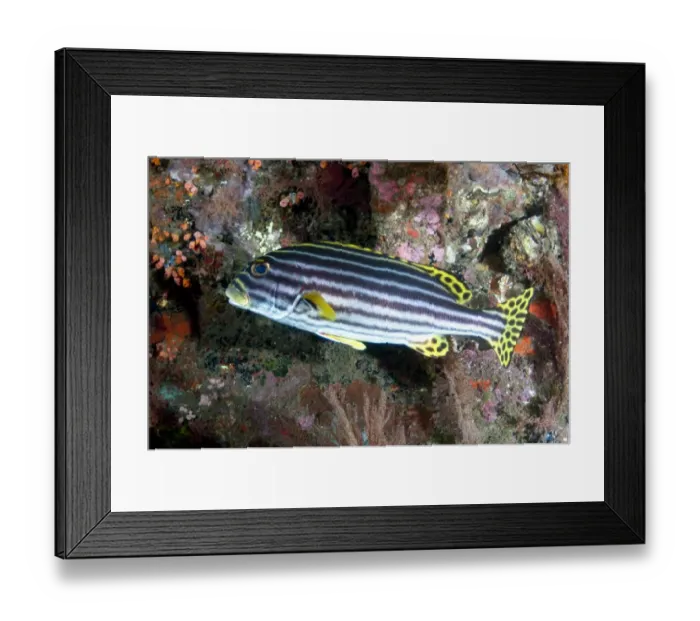 Framed Print : Oriental Sweetlips (Plectorhinchus orientalis) adult, swimming beside coral encrusted exterior of shipwreck Framed Print : Oriental Sweetlips (Plectorhinchus orientalis) adult, swimming beside coral encrusted exterior of shipwreck
