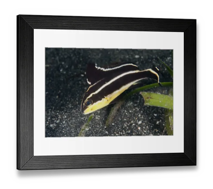 Framed Print : Painted Sweetlips (Diagramma pictum) juvenile, swimming over black sand, Lembeh Straits, Sulawesi, Sunda Islands Framed Print : Painted Sweetlips (Diagramma pictum) juvenile, swimming over black sand, Lembeh Straits, Sulawesi, Sunda Islands