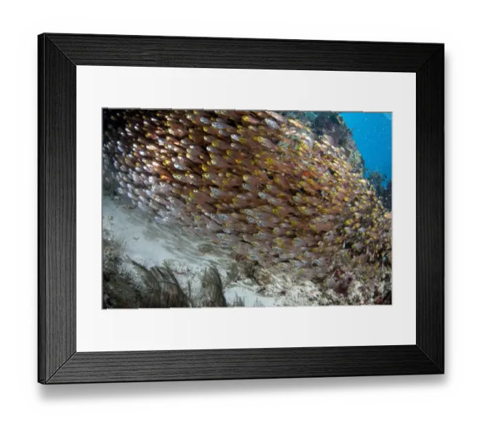 Framed Print : Golden Sweeper (Parapriacanthus ransonneti) shoal, swimming in reef, Otdina Reef, Dampier Straits Framed Print : Golden Sweeper (Parapriacanthus ransonneti) shoal, swimming in reef, Otdina Reef, Dampier Straits