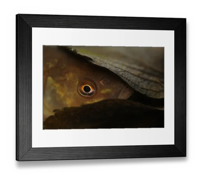 Framed Print : Tench (Tinca tinca) adult, hiding in leaf litter at bottom of pond, Yorkshire, England, February Framed Print : Tench (Tinca tinca) adult, hiding in leaf litter at bottom of pond, Yorkshire, England, February