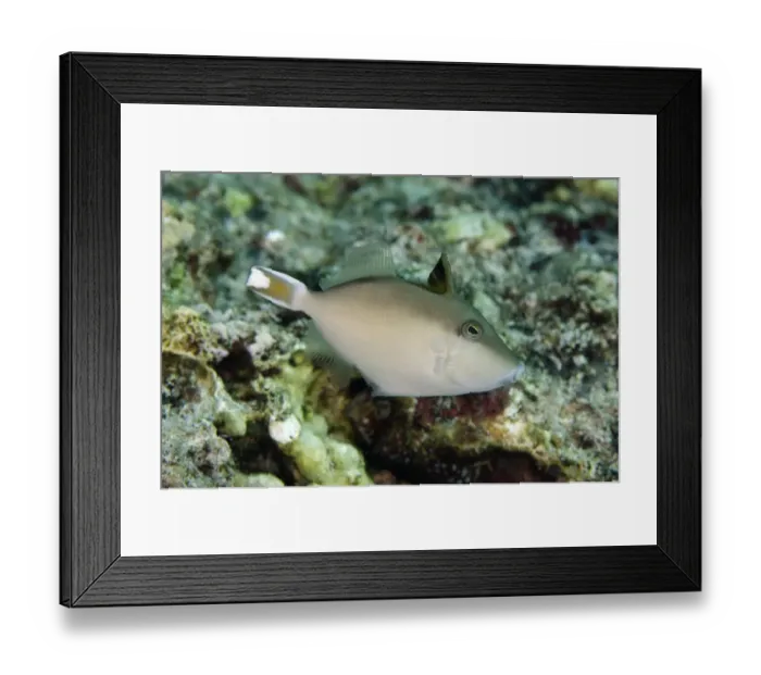 Framed Print : Halfmoon Triggerfish (Sufflamen chrysopterum) juvenile, swimming, Tanjung Mamau, Wetar Island, Barat Daya Islands Framed Print : Halfmoon Triggerfish (Sufflamen chrysopterum) juvenile, swimming, Tanjung Mamau, Wetar Island, Barat Daya Islands