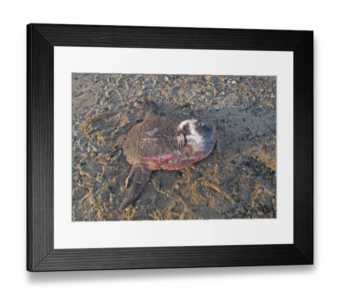 Framed Print : Ocean Sunfish (Mola mola) dead adult, washed up on beach, Eccles-on-sea, Norfolk, England, December Framed Print : Ocean Sunfish (Mola mola) dead adult, washed up on beach, Eccles-on-sea, Norfolk, England, December