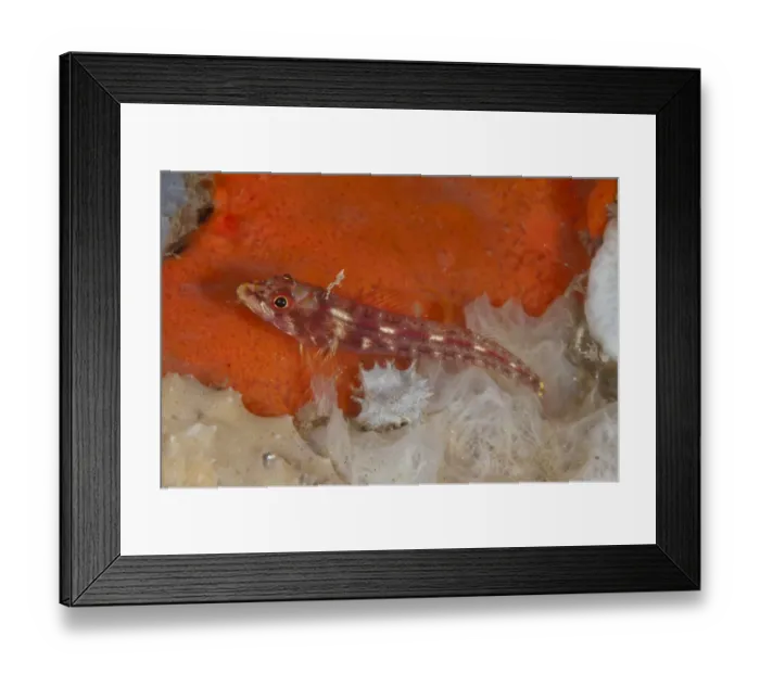 Framed Print : Longjaw Triplefin (Ucla xenogrammus) adult, resting on coral, Lembeh Straits, Sulawesi, Sunda Islands, Indonesia Framed Print : Longjaw Triplefin (Ucla xenogrammus) adult, resting on coral, Lembeh Straits, Sulawesi, Sunda Islands, Indonesia