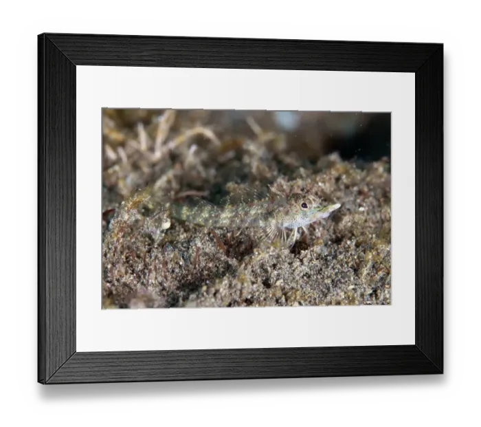 Framed Print : Rhinocerus Triplefin (Helcogramma rhinoceros) adult, resting on sand, Seraya, Bali, Lesser Sunda Islands, Indonesia Framed Print : Rhinocerus Triplefin (Helcogramma rhinoceros) adult, resting on sand, Seraya, Bali, Lesser Sunda Islands, Indonesia