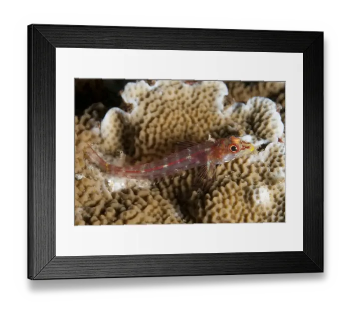 Framed Print : Longjaw Triplefin (Ucla xenogrammus) adult, resting on coral, Lembeh Straits, Sulawesi, Sunda Islands, Indonesia, June Framed Print : Longjaw Triplefin (Ucla xenogrammus) adult, resting on coral, Lembeh Straits, Sulawesi, Sunda Islands, Indonesia, June
