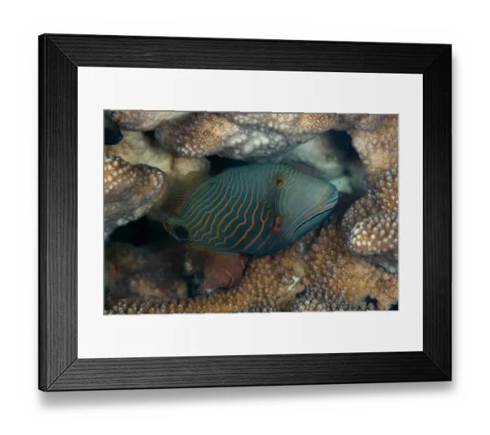 Framed Print : Orange-lined Triggerfish (Balistapus undulatus) adult, swimming in reef, Seraya, Bali, Lesser Sunda Islands, Indonesia Framed Print : Orange-lined Triggerfish (Balistapus undulatus) adult, swimming in reef, Seraya, Bali, Lesser Sunda Islands, Indonesia