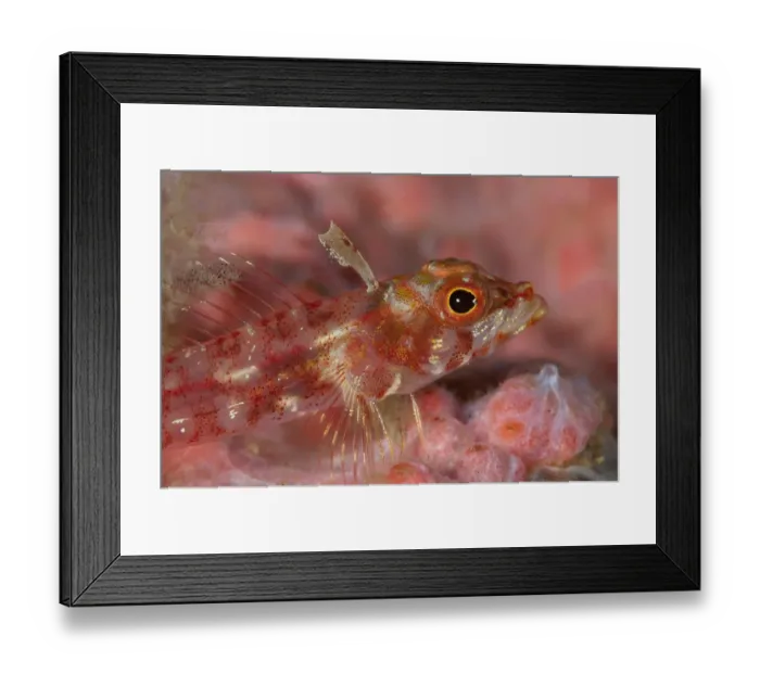 Framed Print : Longjaw Triplefin (Ucla xenogrammus) adult, close-up of head, resting on coral, Lembeh Straits, Sulawesi