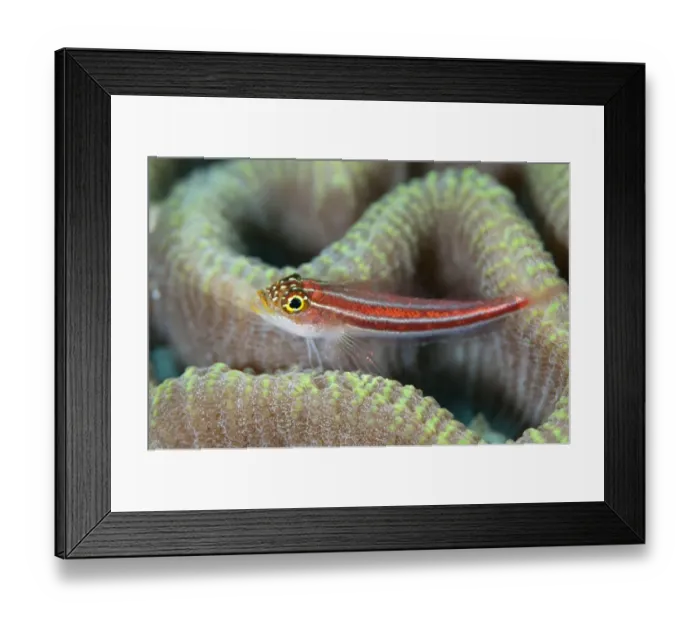 Framed Print : Striped Triplefin (Helcogramma striatum) adult, resting on coral, Otdina Reef, Dampier Straits