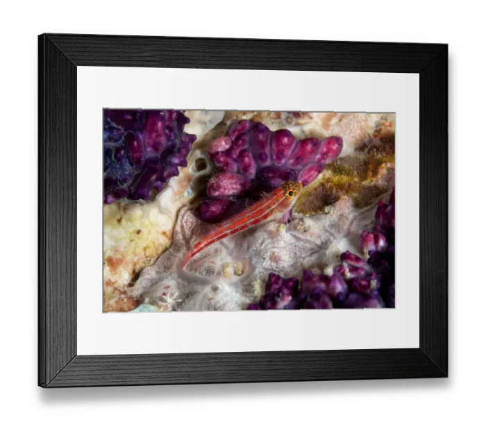Framed Print : Striped Triplefin (Helcogramma striatum) adult, resting on coral, Lembeh Straits, Sulawesi, Sunda Islands, Indonesia