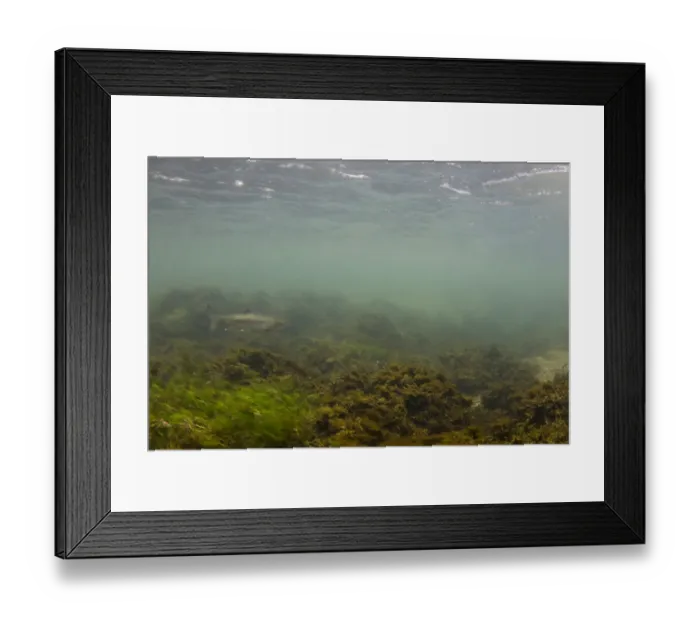 Framed Print : Rainbow Trout (Oncorhynchus mykiss) introduced species, adult, swimming over weeds in river habitat, Peak District Framed Print : Rainbow Trout (Oncorhynchus mykiss) introduced species, adult, swimming over weeds in river habitat, Peak District