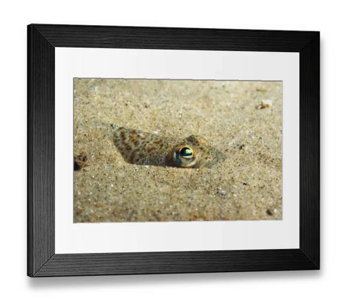 Framed Print : Lesser Weever (Echiichthys vipera) adult, buried in sandy seabed, Bournemouth, Dorset, England, July Framed Print : Lesser Weever (Echiichthys vipera) adult, buried in sandy seabed, Bournemouth, Dorset, England, July
