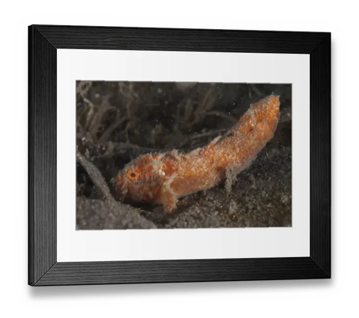 Framed Print : Orange Sulu Velvetfish (Paraploactis obbesi) adult, resting on black sand, Lembeh Straits, Sulawesi, Sunda Islands Framed Print : Orange Sulu Velvetfish (Paraploactis obbesi) adult, resting on black sand, Lembeh Straits, Sulawesi, Sunda Islands