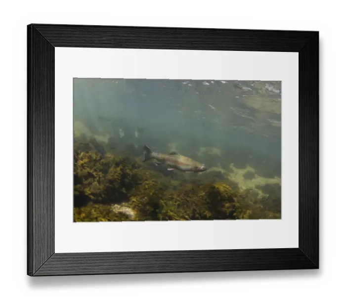 Framed Print : Rainbow Trout (Oncorhynchus mykiss) introduced species, adult, swimming in river habitat, River Derwent, Peak District Framed Print : Rainbow Trout (Oncorhynchus mykiss) introduced species, adult, swimming in river habitat, River Derwent, Peak District