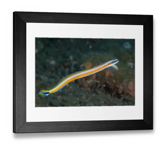 Framed Print : Orange-striped Wormfish (Gunnellichthys viridescens) adult, swimming, Seraya, Bali, Lesser Sunda Islands, Indonesia
