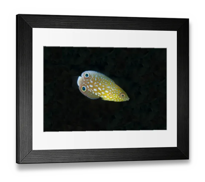Framed Print : New Guinea Wrasse (Anampses neoguinaicus) juvenile, swimming, Alor Island, Alor Archipelago, Lesser Sunda Islands Framed Print : New Guinea Wrasse (Anampses neoguinaicus) juvenile, swimming, Alor Island, Alor Archipelago, Lesser Sunda Islands