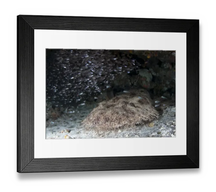 Framed Print : Tasselled Wobbegong (Eucrossorhinus dasypogon) adult, resting on sand under Silver Sweeper (Pempheris schwenkii) shoal Framed Print : Tasselled Wobbegong (Eucrossorhinus dasypogon) adult, resting on sand under Silver Sweeper (Pempheris schwenkii) shoal