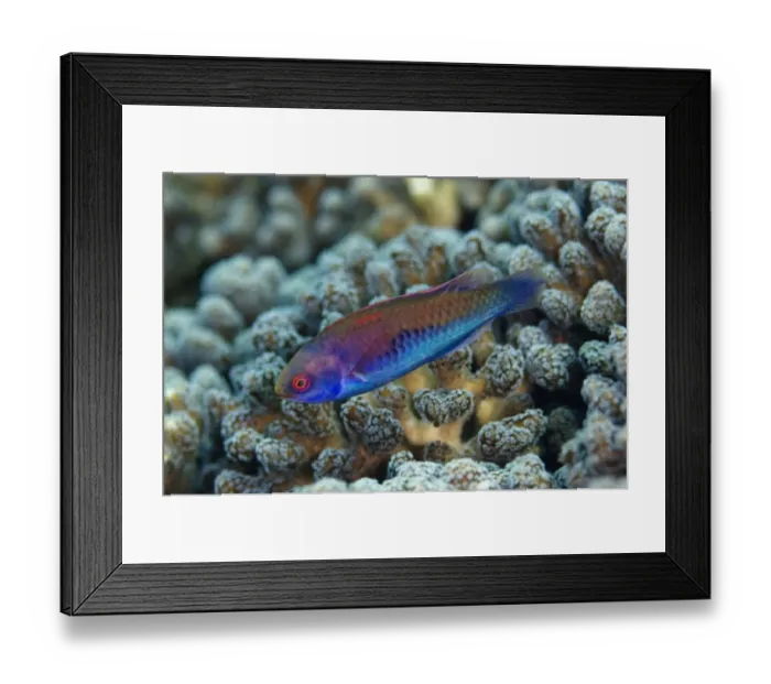 Framed Print : Solar Fairy-wrasse (Cirrhilabrus solorensis) adult, swimming, Gereja Tua, Pura Island, Alor Archipelago Framed Print : Solar Fairy-wrasse (Cirrhilabrus solorensis) adult, swimming, Gereja Tua, Pura Island, Alor Archipelago
