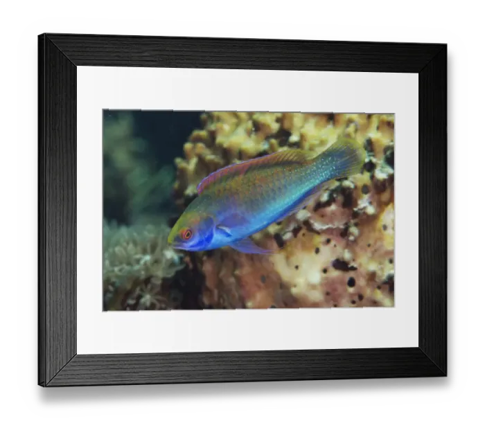 Framed Print : Solar Fairy-wrasse (Cirrhilabrus solorensis) adult, swimming, Alor Island, Alor Archipelago, Lesser Sunda Islands Framed Print : Solar Fairy-wrasse (Cirrhilabrus solorensis) adult, swimming, Alor Island, Alor Archipelago, Lesser Sunda Islands