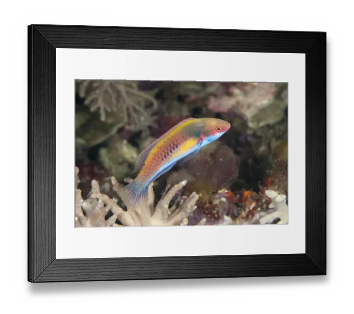 Framed Print : Blue-sided Wrasse (Cirrhilabrus cyanopleura) adult, Tanjung Ayami, Roon, Raja Ampat Islands (Four Kings), West Papua