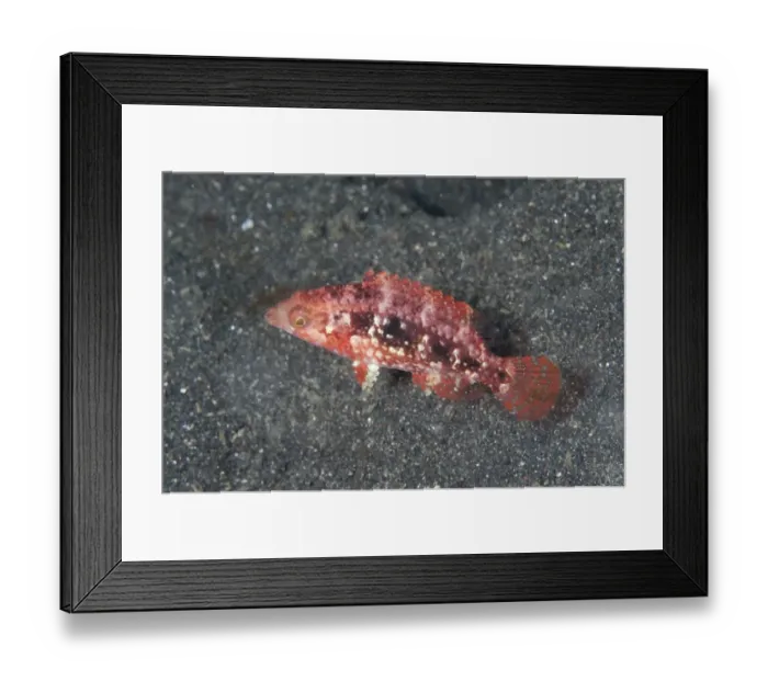 Framed Print : Two-spot Wrasse (Oxycheilinus bimaculatus) juvenile, swimming over black sand, Lembeh Straits, Sulawesi, Sunda Islands Framed Print : Two-spot Wrasse (Oxycheilinus bimaculatus) juvenile, swimming over black sand, Lembeh Straits, Sulawesi, Sunda Islands