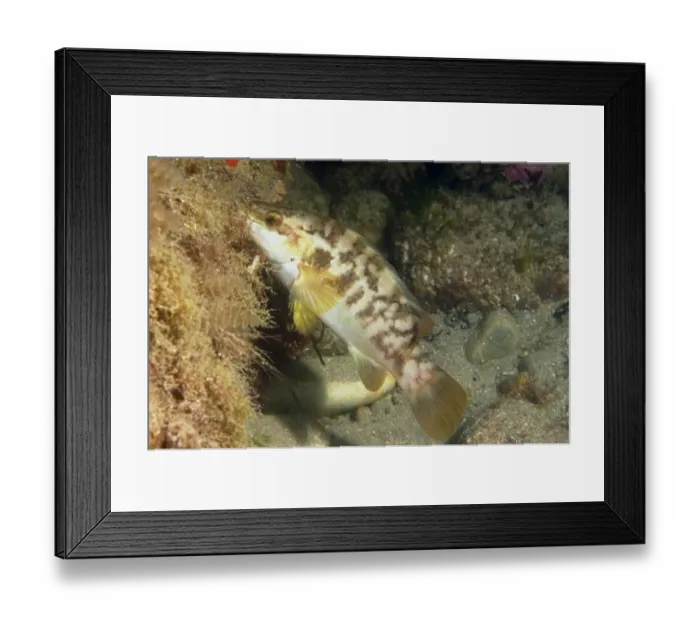 Framed Print : Ballan Wrasse (Labrus bergylta) adult, foraging, Swanage Pier, Swanage Bay, Isle of Purbeck, Dorset, England, August Framed Print : Ballan Wrasse (Labrus bergylta) adult, foraging, Swanage Pier, Swanage Bay, Isle of Purbeck, Dorset, England, August