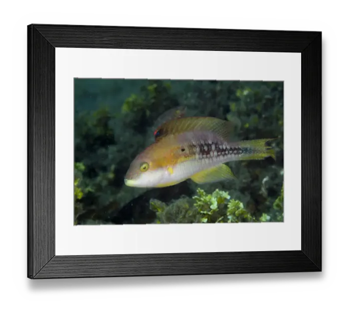 Framed Print : Two-spot Wrasse (Oxycheilinus bimaculatus) adult, swimming, Lembeh Straits, Sulawesi, Sunda Islands, Indonesia Framed Print : Two-spot Wrasse (Oxycheilinus bimaculatus) adult, swimming, Lembeh Straits, Sulawesi, Sunda Islands, Indonesia