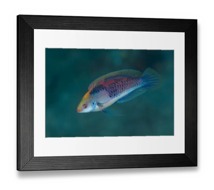 Framed Print : Blue-sided Wrasse (Cirrhilabrus cyanopleura) adult, swimming, Lembeh Straits, Sulawesi, Sunda Islands, Indonesia Framed Print : Blue-sided Wrasse (Cirrhilabrus cyanopleura) adult, swimming, Lembeh Straits, Sulawesi, Sunda Islands, Indonesia
