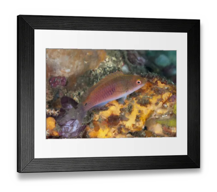 Framed Print : Ryukyu Fairy-wrasse (Cirrhilabrus ryukyuensis) adult, on coral reef, Lembeh Straits, Sulawesi, Sunda Islands