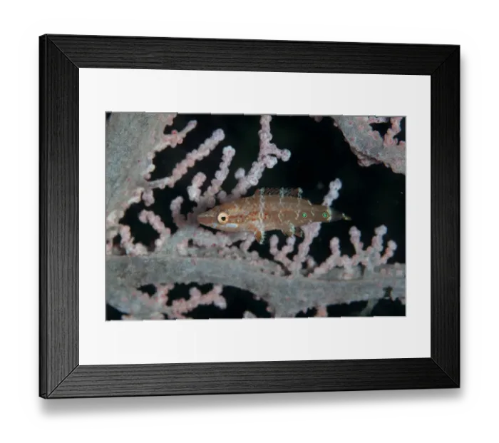 Framed Print : Oriental Wrasse (Oxycheilinus rhodochrous) juvenile, swimming amongst sea fan coral, Lembeh Straits, Sulawesi Framed Print : Oriental Wrasse (Oxycheilinus rhodochrous) juvenile, swimming amongst sea fan coral, Lembeh Straits, Sulawesi