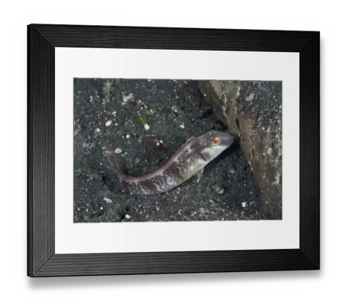 Framed Print : Razor Wrasse (Cymolutes torquatus) juvenile, on black sand, Lembeh Straits, Sulawesi, Sunda Islands, Indonesia, June Framed Print : Razor Wrasse (Cymolutes torquatus) juvenile, on black sand, Lembeh Straits, Sulawesi, Sunda Islands, Indonesia, June